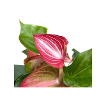 Betonish Anthurium Livium Flamingo Çiçeği