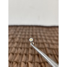 Gerçek Titanium G23 Papatya Titanyum 6x1.2mm Bedenilabret Piercing Gümüş