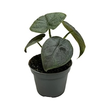 Alocasia Melo Fil Kulağı Ø5,5 Cm H0-10 Cm