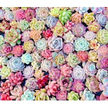 10 Adet Mıx Echeveria Succulent Tohumu