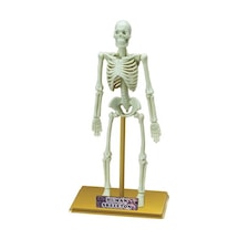 Ayrex İnsan İskeleti Bilim Seti