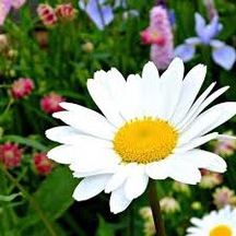 50 Adet Tohum Organik Kar Beyaz Hobi Bahçe Beyaz Papatya Çiçeği T