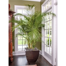 Areka Palmiyesi - Areca Palm 80-150 Cm