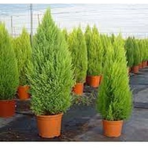 Videolu Mis Kokulu Limoni Servi 35-40 Cm Saksılı/tüplü Dış Mekan Ağaçları Cupresus Macrocarpa