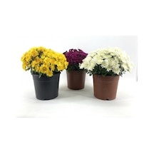 Kasımpatı Fidanı 3 Adet 10-20 Cm Beyaz-fuşya-sarı