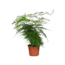 Asparagus Eğrelti Otu - Kuş Konmaz- 12 Cm Plastik Saksıda