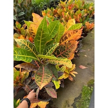 Muhteşem Renkli Kraton Çiçeği 1 Adet Saksılı 30-40cm Codiaeum Variegatum