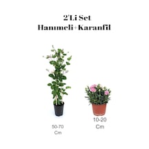 2'li Set Hanımeli+ Pembe Karanfil Çiçeği Dış Mekan Bitkisi