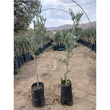 2 Adet Gemlik Trilye Zeytin Fidanı