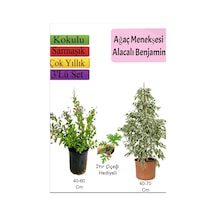 Beyaz Alacalı Benjamin Bitkisi+ Ağaç Menekşesi Duranta + Itır Çiçeği Hediyeli
