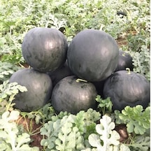 Siyah Karpuz Tohumu 300+ Tohum N118583
