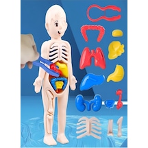 Ayver Insan Vücudu Anatomisi Organ Bulmaca Puzzle Bultak Yapboz Eğitici Ve Öğretici Oyuncak 20 Standart