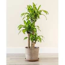 Dracena Massengena 3’lü 100-125 cm