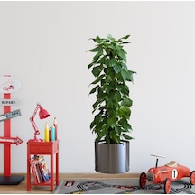 Saksılı Bitki Tasarımlı Yapışkanlı Sticker Resim 90 30 Cm Mc-665 Çok Renkli