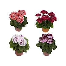 Sardunya Çiçeği Fidesi 10-20 Cm 3 Adet