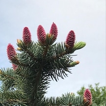 Picea Likiangensis Çin Ladini Tohumu 10 Tohum