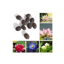 Köy Tohumları Nadir Karışık Lotus Su Çiçeği Nilüfer Tohumu 10 Adet