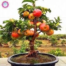 5 Adet Tohum Bodur Bonsai Elma Ağacı Tohumu Saksı Topraklı