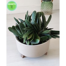 Gasteria Bicolor Sukulent İri Çaplı 1 Adet