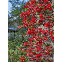 Videolu Japon Ayvası Bitkisi Fidanı 35 75 Cm 1 Adet Tüplü Dış Mekan Ağaç Japanese Quince