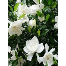 Hoş Kokulu Salon Bitkisi 1 Adet Gardenya Çiçeği Saksılı 30-45cm Gardenia Flower
