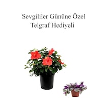 Kadınlar Gününe Özel Hediyelik Kırmızı Japon Gülü Çiçeği Telgraf Hediyeli