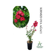 Kırmızı Renk Oya Ağacı Fidanı 1 Adet Saksılı 30-60cm Çiçekli Ağaç