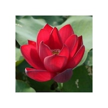 5 Adet Tohum Organik Lotus Kırmızı Su Zambak Tohumu Kaliteli Hasat Nilüfer Çiçek Tohumu