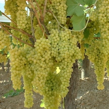Tüplü Yellow Razaki Üzüm Fidanı