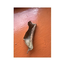 Guava Yaprağı 1 Adet