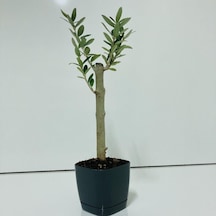 Siyah Lüx Saksıda Bonsaiye Uygun Zeytin Fidanı