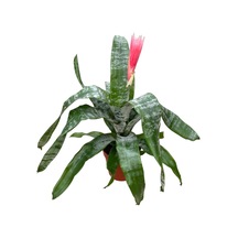 Aechmea Fasciata (Kupa Çiçeği) Ø12 CM Y35-40 CM