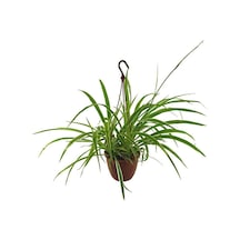 Chlorophytum - Kurdele Çiçeği (19 Cm Saksıda)