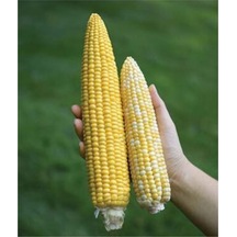 İthal Nadir Uzun Mısır Tohumu 5 Adet Tohum 45-50 Cm Uzayan Mısır Tohumu