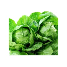 Geleneksel Tohum Geniş Yaprak Etli Lita Marul Tohumu 100 Tohum