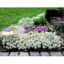500+ Alyssum Beyaz Çiçekli Kar Bahçesi Tohumu N111914