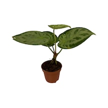 Anthurium 'Silver Blush'