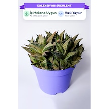 Haworthia Venosa Koleksiyonluk Sukulent Ev Ve Ofis Bitkisi 1 Adet