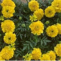 Kadife Çiçeği Tohumu Tagetes Patula