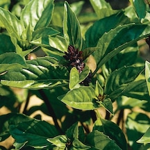 Aromatik Tarçın Kokulu Fesleğen Tohumu 250 Tohum