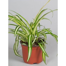 Chlorophytum Comosum Alacalı Kurdele Çiçeği 1 Adet Saksılı 20-40cm