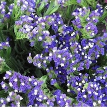 Limonium Sinuatum Blue River Deniz Lavantası Tohumu 30 Tohum