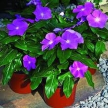 10 Adet Tohum Cezayir Menekşe Çiçeği Tohumu Hediye Tohumlu