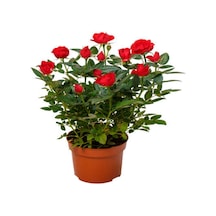 Videolu Yediveren Kırmızı Minyatür Gül Fidanı 1 Adet Saksılı/ Tüplü Iç-dış Mekan Bitkisi Red Rose