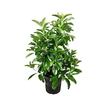 Kartopu Viburnum 1 Adet+fuşya Begonvil 1 Adet+yaprak Güzeli Hediye Bahçe Bitkisi