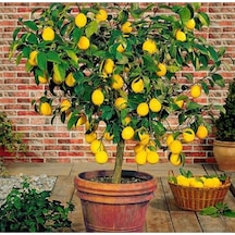 Saksılı Bodur Limon Fidanı Meyveli 2 Yaş Limon Ağacı Fidanı Yediveren Mayer Limon Fidesi