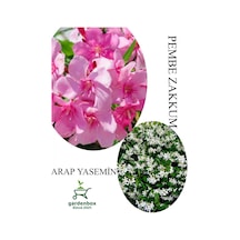 Pembe Zakkum Fidanı 1adet Saksılı 30-60cm- Arap Yasemin Çiçeği 1 Adet 30-50cm