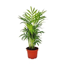 Şamador Areka -barış Çiçeği 30-40cm-para Çiçeği 15-30cm Ofis Çiçek Seti