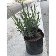 Boy Lavanta Fidanı 1 Adet 15-25 Cm İntermedia N11.28807