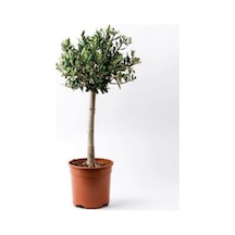 Bonsai Zeytin Olea Europeana Macro Bonsai 3 Adet